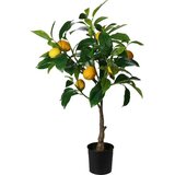  LIMUN 70CM U SAKSIJI PVC cijene