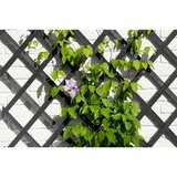 Nature oporna mreža za rastline 50x150 cm lesena antracit, (21058699) | Shoptok.si