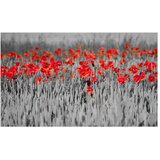  Tapeta - Red poppies on black and white background 450x270 | shoptok.hr