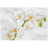  Tapeta - Lyrical orchid - White 250x175 | shoptok.hr