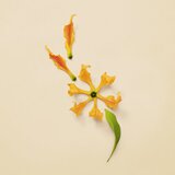 Gucci Guilty Pour Femme parfumska voda za ženske 30 ml | Shoptok.si
