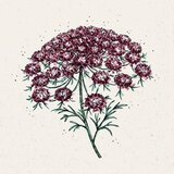 Jora Dahl Daucus Carota "Dara" - divji koren Cene