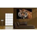  Slika - A wild tiger 90x60 | shoptok.hr