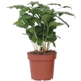 Plant in a Box arabski kavovec - coffea arabica - višina 25-40cm - ⌀12cm, (21758157) | Shoptok.si