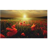  Tapeta - Morning on the poppy meadow 450x270 | shoptok.hr