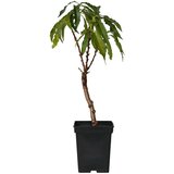 Plant in a Box breskovca - prunus 'bonanza' - višina 60-70cm - ⌀15cm, (21757470) Cene
