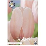  Cvjetne lukovice Tulipan Darwin Hybride Salmon Impression (Roza, Botanički opis: Tulipa) Cijene