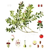 Uva (Arctostaphylos uva ursi), 100g