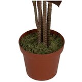 Ixia Umetna rastlina (višina 170 cm) – | Shoptok.si