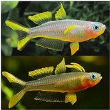 Akvarijum Centar Pseudomugil furcatus Cene