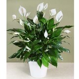 Rasadnik Topalović spathiphyllum | ePonuda.com