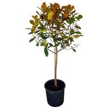  Photinia Red Robin Kugla (Photinia x Fraseri "Red Robin", Volumen tegle: 7 l) | shoptok.hr