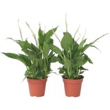 Plant in a Box spatifil - 6 kos - spathiphyllum 'torelli' - višina 30-45cm - ⌀12cm, (21757871) Cene