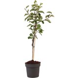 Plant in a Box navadna jablana - malus domestica 'elstar' - višina 90-100cm - ⌀21cm, (21757517) Cene