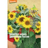 ReinSaat Sončnica "Paccino" Cene