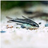  corydoras pigmeus | ePonuda.com