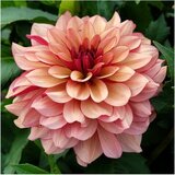 Royal De Ree Lukovica Georgina, dalija - Dahlia Dec. Creme De Cognac 1/1 Cene