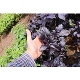 Culinaris Bio rdeča bazilika Rosara Cene