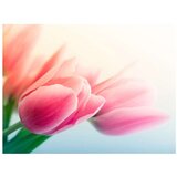  Tapeta - Spring and tulips 400x309 | shoptok.hr