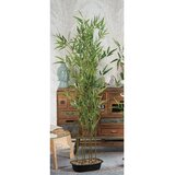  BAMBUS U SAKSIJI 150CM 52661 STAR u