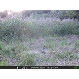 OXE Fotozamka Gepard II, lovački detektor, eksterna baterija 6V/7Ah i kabel za napajanje + 32GB SD kartica i 6kom baterija! | shoptok.hr