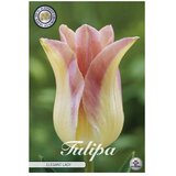  Cvjetne lukovice Tulipan Elegant Lady (Žuta, Botanički opis: Tulipa) Cijene