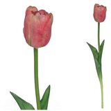 TULIPAN 7802 Cijene