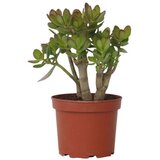 Plant in a Box Okroglolistna tolstolistnica - Crassula ovata 'Minor' - Višina 30-35cm - ⌀17cm, (21757989) | Shoptok.si