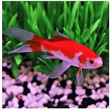 Akvarijum Centar Carassius auratus - Japanka kometa | ePonuda.com