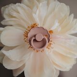 FRIGG® tolažilna duda daisy silicone soft lilac & fuchsia | Shoptok.si