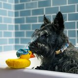 Play Poklon set Splish Splash 5 kom – | shoptok.hr