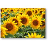  Slike na platnu žuto cveće168-11 (moderne slike na platnu) | ePonuda.com