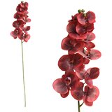  Rezano cvijeće grana orhideje E 104 cm 31388008 Cijene