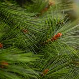  Novogodišnja jelka Sierra 150cm KFB 545 | Eponuda.com