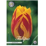  Cvjetne lukovice Tulipan Triumph Washington (Botanički opis: Tulipa, Žute boje) | shoptok.hr
