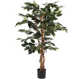 MICA FIKUS ZELEN V PLASTIČNEM LONEC - H110XD65CM Cene