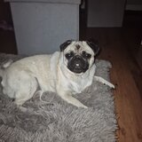 Trixie poslastica za pse Cookie Snack Farmies, 1,3 kg | shoptok.hr