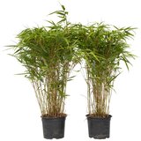 Plant in a Box bambus - 2 kos - fargesia nitida 'gansu' - višina 50-70cm - ⌀17cm, (21757785) | Shoptok.si