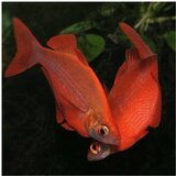 Akvarijum Centar Glossolepis incisus - Crvena duga | ePonuda.com