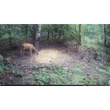 OXE Lovska kamera Viper in klasični daljnogled FOMEI 7-21X40 ZCF Zoom + 32GB SD kartica, 4 baterije in stojalo! | Shoptok.si