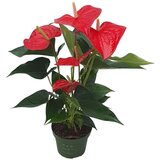 Plant in a Box Flamingovec - Anturij - Anthurium 'Royal Champion' - Višina 35-45cm - ø12cm, (21757979) | Shoptok.si