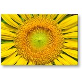  Slike na platnu cveće (moderne slike na platnu) | ePonuda.com