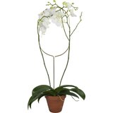 Botanopia Podpora za rastline - Arch Cene