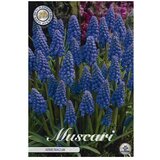  Cvjetne lukovice Muscari Armeniacum (Plava, Botanički opis: Muscari) Cijene