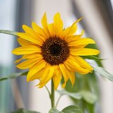  Svinčnik s semeni Sprout - sončnica | Shoptok.si
