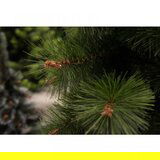G-Trees Novogodišnja jelka Bor 220 cm | ePonuda.com