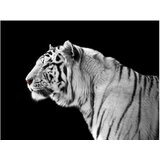  Tapeta - White tiger 350x270 | shoptok.hr