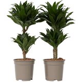 Plant in a Box dracena - 2 kos - dracaena surculosa - višina 50-65cm - ⌀17cm, (21757962) Cene
