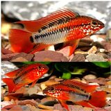 Akvarijum Centar apistogramma macmasteri | ePonuda.com