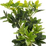 MID.YOU Umetna Rastlina Schefflera | Shoptok.si